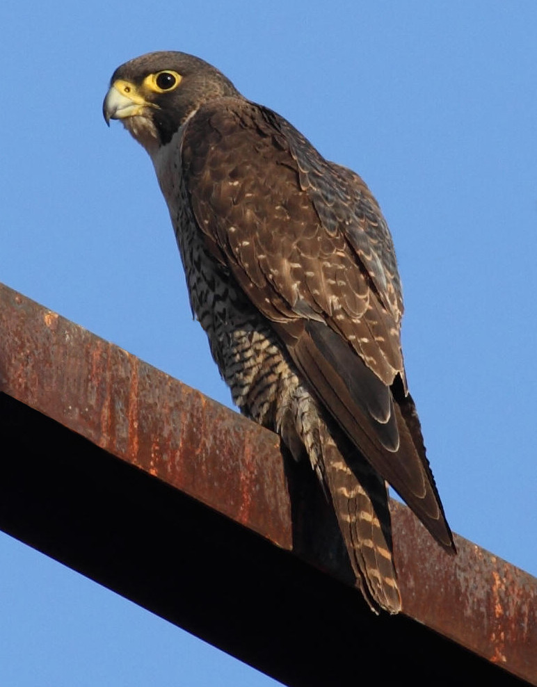 Peregrine showing a dark head, pale cheek and barred breast